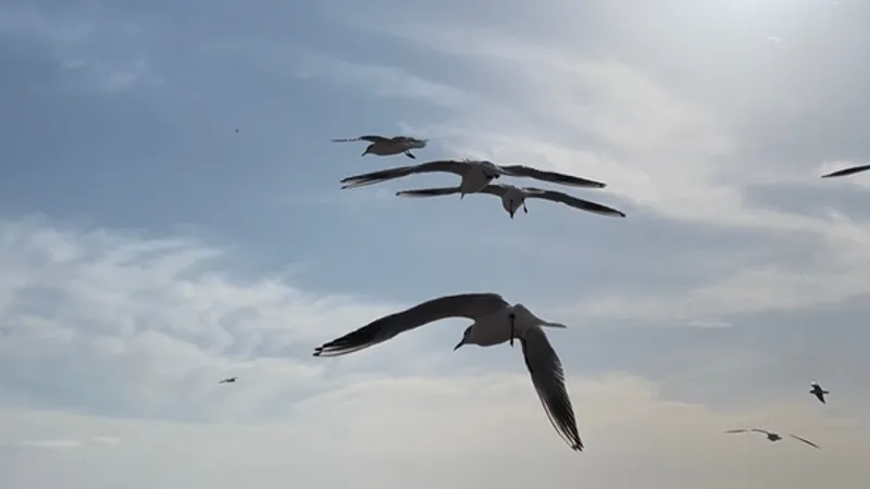 Имеретинский